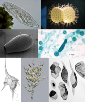 1-й ряд: инфузория Paramecium caudatum, радиолярия Didymocyrtis tetrathalamus; 2-й ряд: церкозоя Euglypha sp., оомицет Saprolegnia sp.; 3-й ряд: динофлагеллята Ceratium hirundinella, охрофитовая водоросль Dinobryon divergens, споровик Leucocytozoon danilewskyi