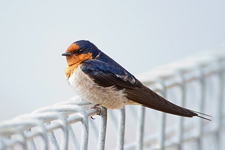 Welcome swallow, adult, by JJ Harrison