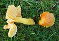 Hygrocybe aurantiosplendens