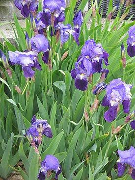 Iris germanica