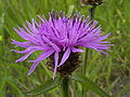 Centaurea jacea