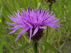 Fleur de Centaurée jacée.