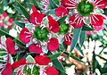 Тонкосемянник видный (Leptospermum spectabile)