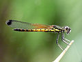 male