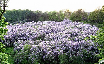 Lilac Grove in Dykanka. The former estate of Prince Kochubey. Laid down in the early 19th century