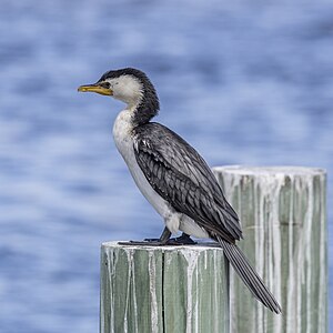 Little pied cormorant, by Charlesjsharp