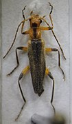 Lycocerus yitingi