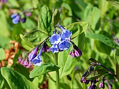 Mertensia virginica[англ.]