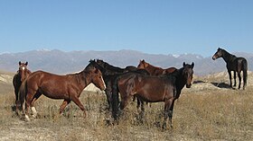 Groupe de chevaux novokirghizes élevés pour la viande