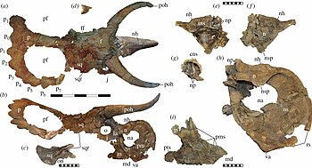 Brown dinosaur skull with long horns in multiple views