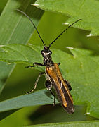 Oedemera (Oedemera) femorata