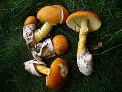 Amanita caesarea known in English as Caesar's mushroom