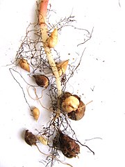 Bulbs and roots