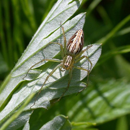 Паук Oxyopes sertatus