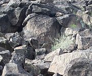 Hohokam Petroglyph scene. The Petroglyphs in this site are dated from 700 AD to 1050 AD.