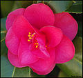 Una camelia