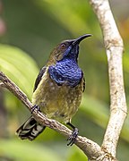 frontal view of dark greenish sunbird with paler underparts and metallic purplish throat