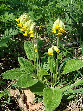 Primula veris (Первоцвет весенний) - типовой вид рода