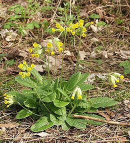 Tavaszi kankalin (Primula veris)