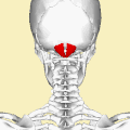 Position of rectus capitis posterior minor muscle (shown in red). Animation.
