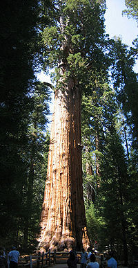 Vue générale du General Sherman.