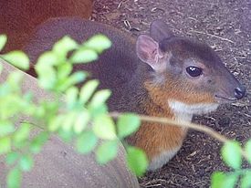 Суни (Neotragus moschatus)