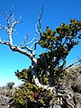 Albero di Metrosideros polymorpha, detto ʻOhiʻa o Ohi'a Lehua in hawaiiano.