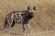 Striped brown hyena