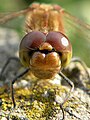 Sympetrum