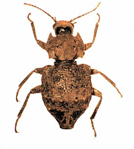 Ulodidae