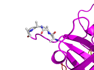 In TNK-tPA, these amino acids have been replaced by four alanines. This mutation is responsible for increased resistance to PAI-1.