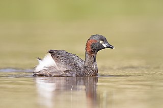 Australasian Grebe