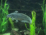 Eeltail catfish