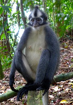 Description de l'image Thomas's langur Presbytis thomasi.jpg.