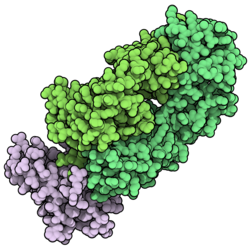 Tislelizumab