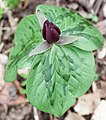 Is this Trillium cuneatum or Trillium sessile?