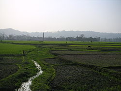 ধলাইয়ের ধানক্ষেত