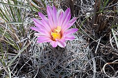 Description de l'image Turbinicarpus beguinii 1.jpg.