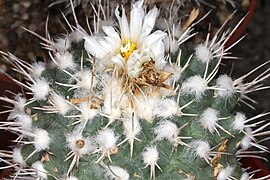 Turbinicarpus hoferi