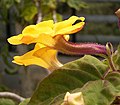 Uncarina decaryi