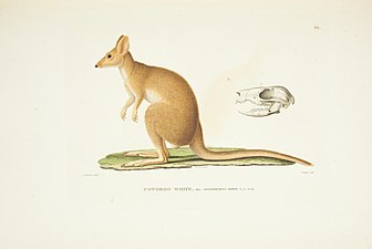 Illustration of a potoroo from Voyage autour du monde by Louis de Freycinet