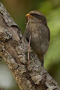 Yellow-billed shrike, by Sumeetmoghe (edited by Ras67 and Hans Hillewaert)