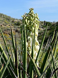 Yucca schidigera