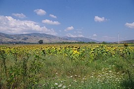 Сончогледи во Пелагонија.