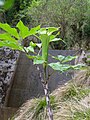 開花期のアオマムシグサ（兵庫県丹波篠山市）