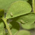 1st instar caterpillar