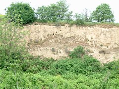 Am Rand der Ebene: Naturdenkmal Lösswand bei Dirmstein