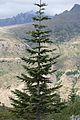 Edel-Tanne (Abies procera)