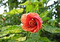 Flor do Abutilon en Bastavales