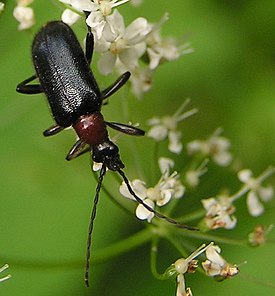 Dinoptera collaris